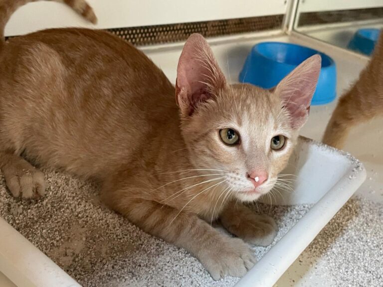 multimedia-foto79780-765-1