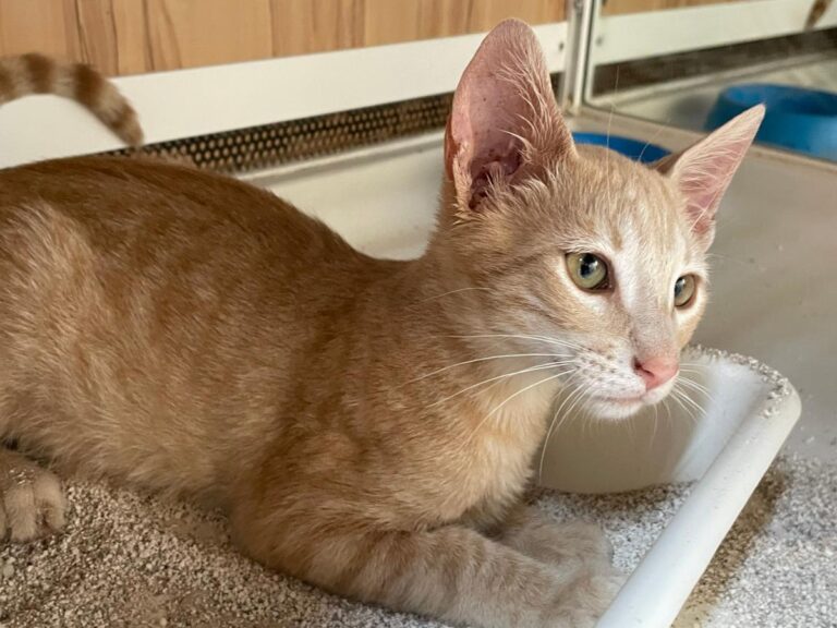 multimedia-foto79781-765-1