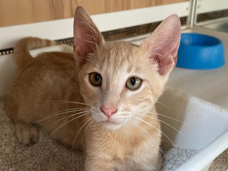 multimedia-foto79782-766-1