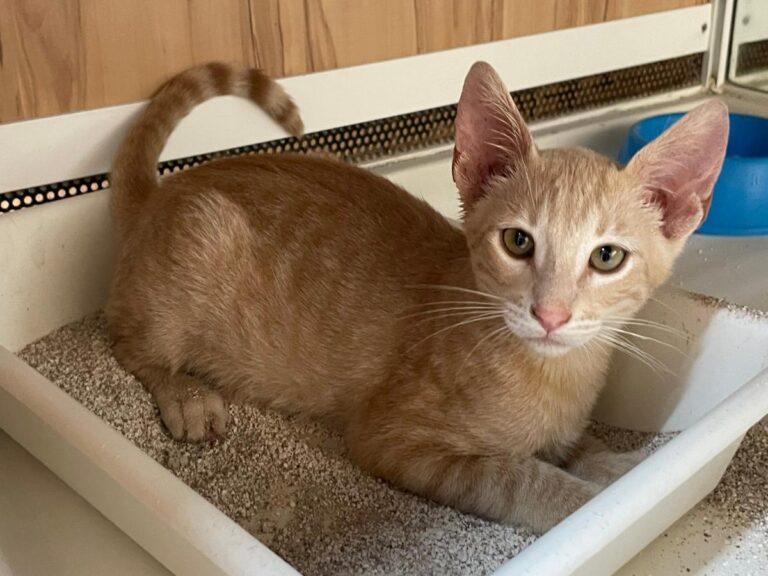 multimedia-foto79783-766-1