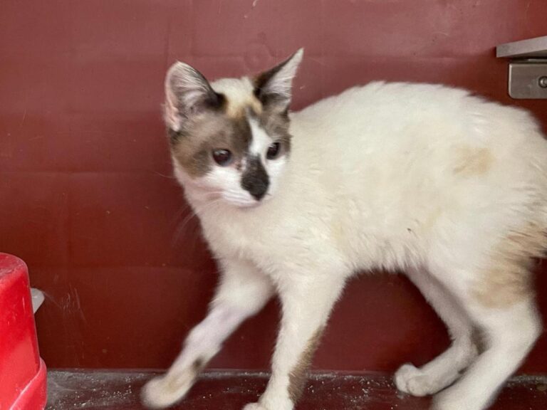 multimedia-foto79796-293-1