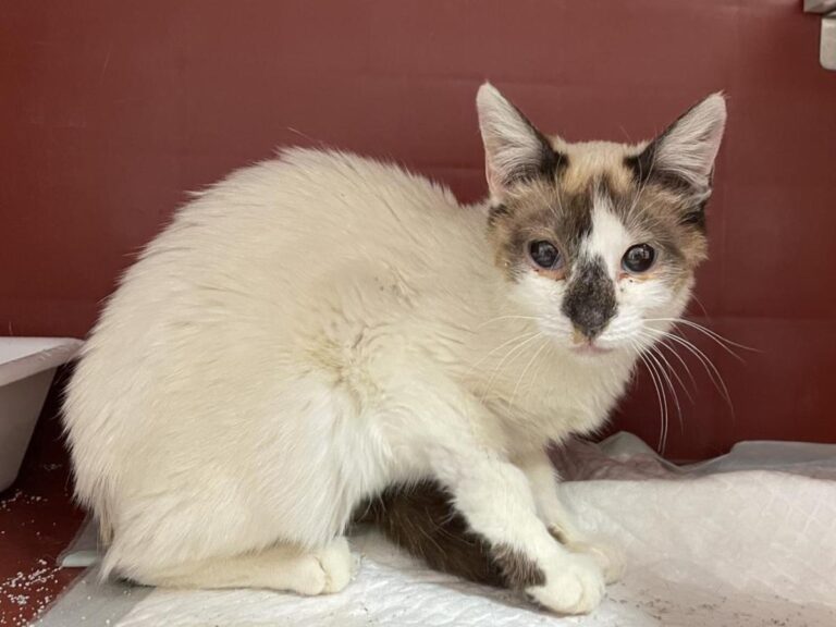 multimedia-foto79797-294-1