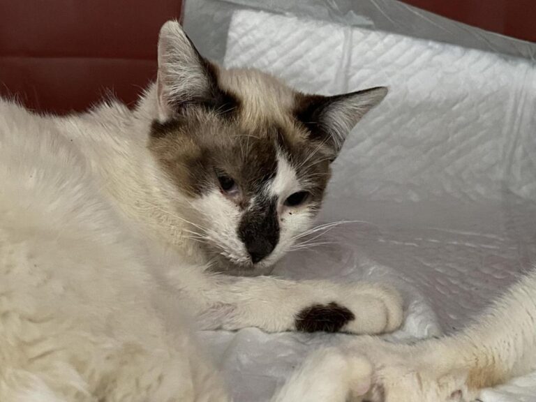 multimedia-foto79798-294-1