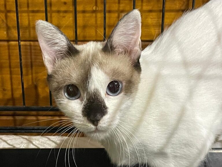 multimedia-foto79800-294-1