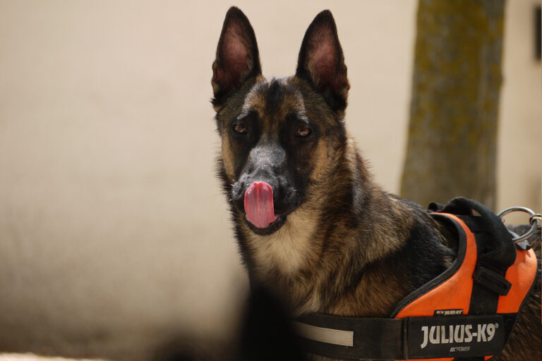 multimedia-foto79842-412-1