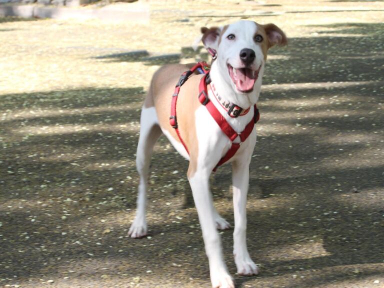 multimedia-foto79852-626-1