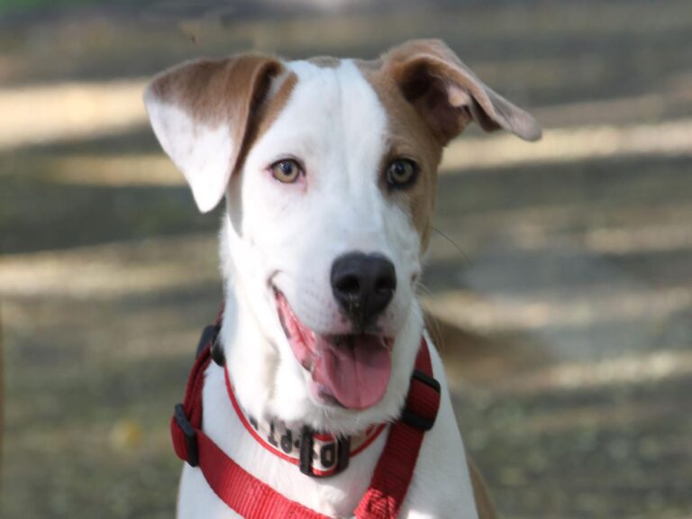 multimedia-foto79853-626-1