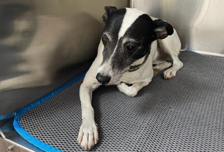 multimedia-foto79855-319-1