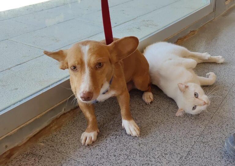 multimedia-foto79891-236-1