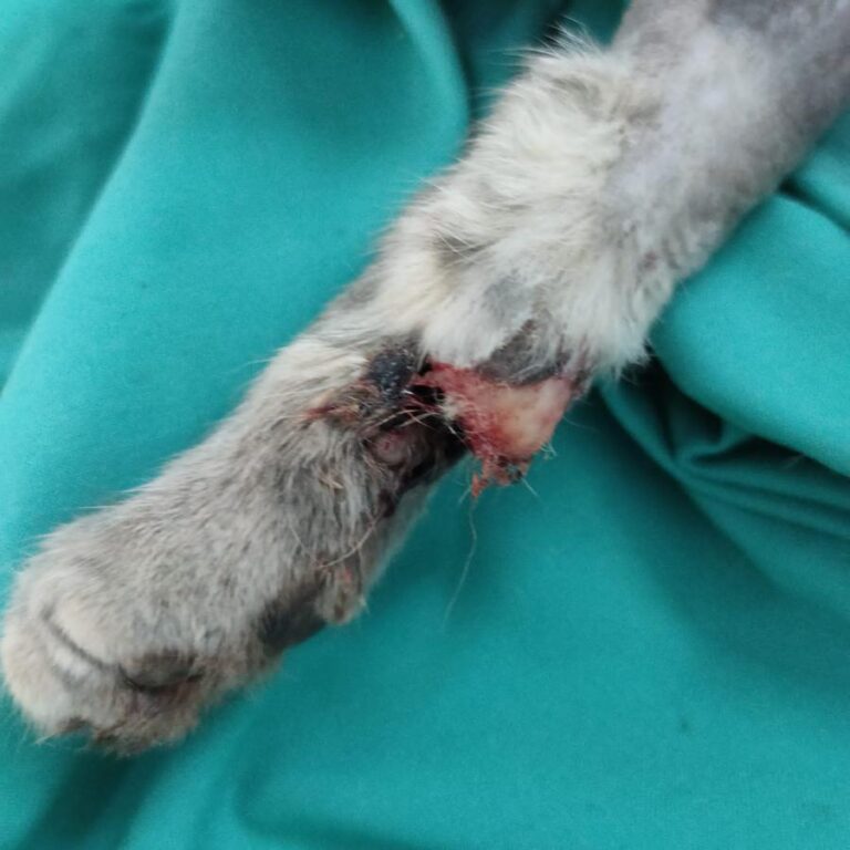 multimedia-foto79910-123-1