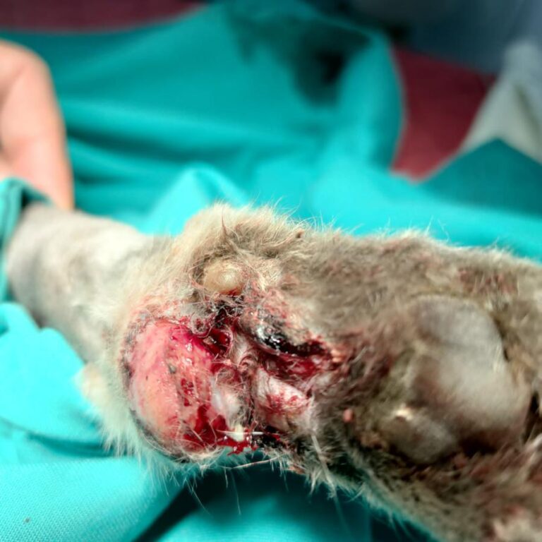 multimedia-foto79911-124-1