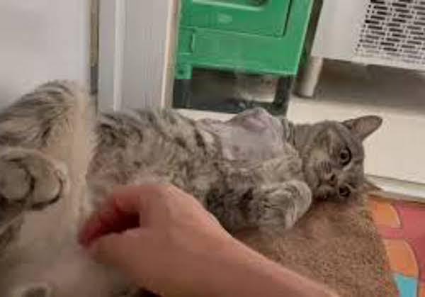 multimedia-foto79914-124-1