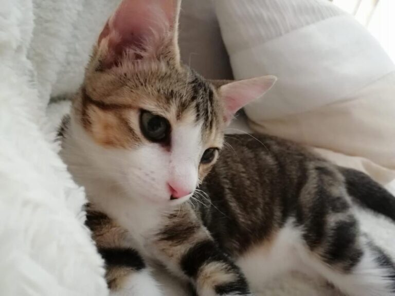 multimedia-foto79919-571-1