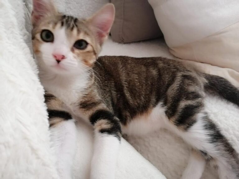 multimedia-foto79920-571-1