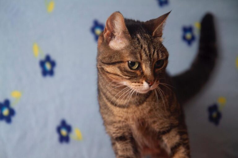 multimedia-foto79921-126-1