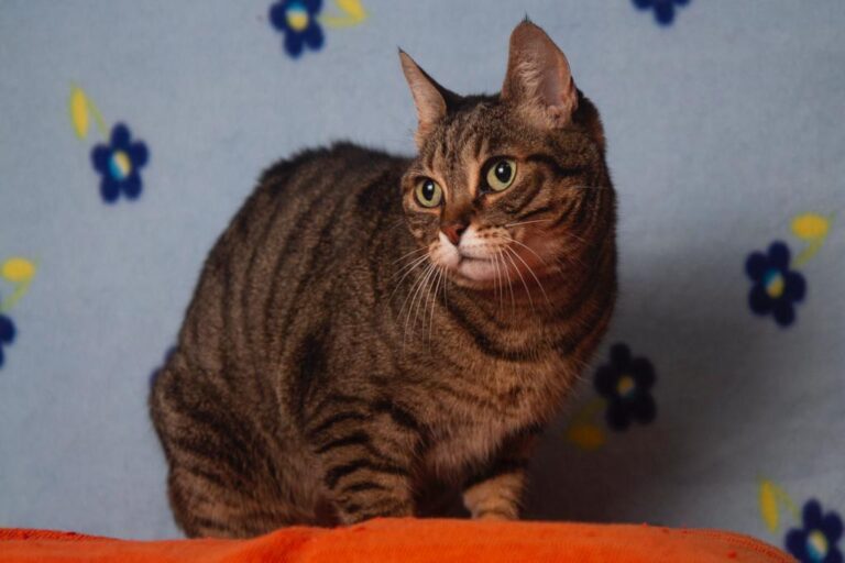 multimedia-foto79923-126-1