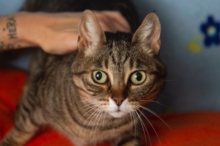 multimedia-foto79924-126-1