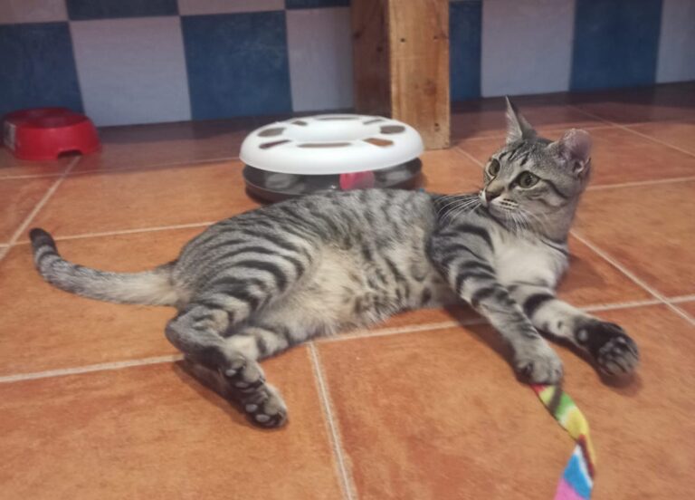 multimedia-foto79930-701-1