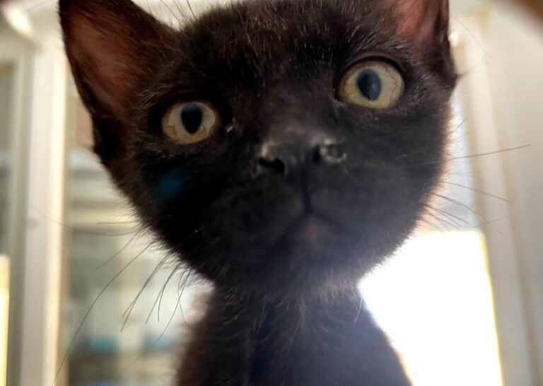 multimedia-foto79990-565-1