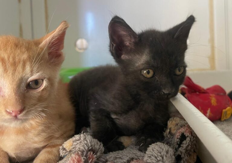 multimedia-foto79992-565-1