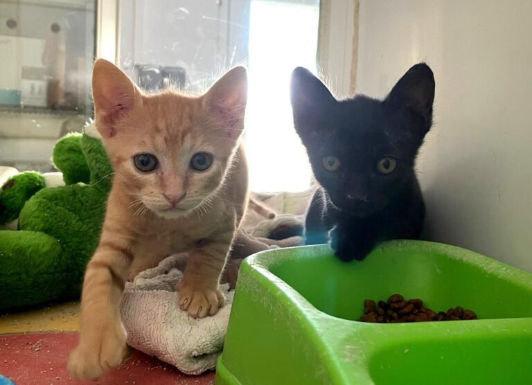 multimedia-foto80005-678-1