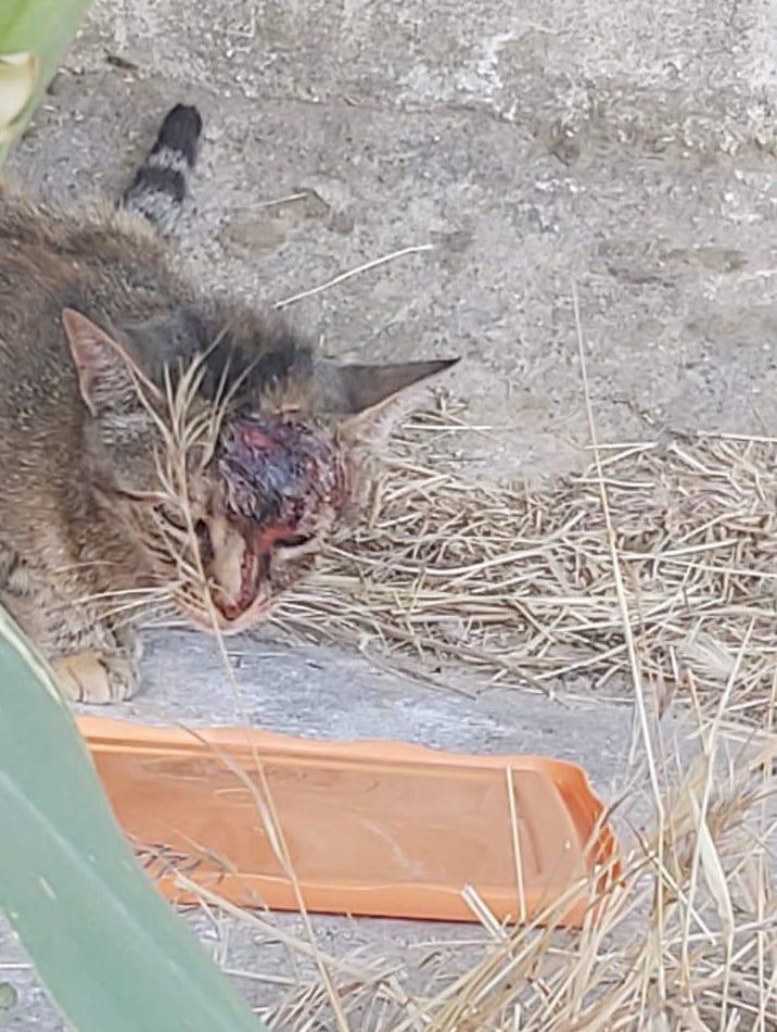 multimedia-foto80013-929-1