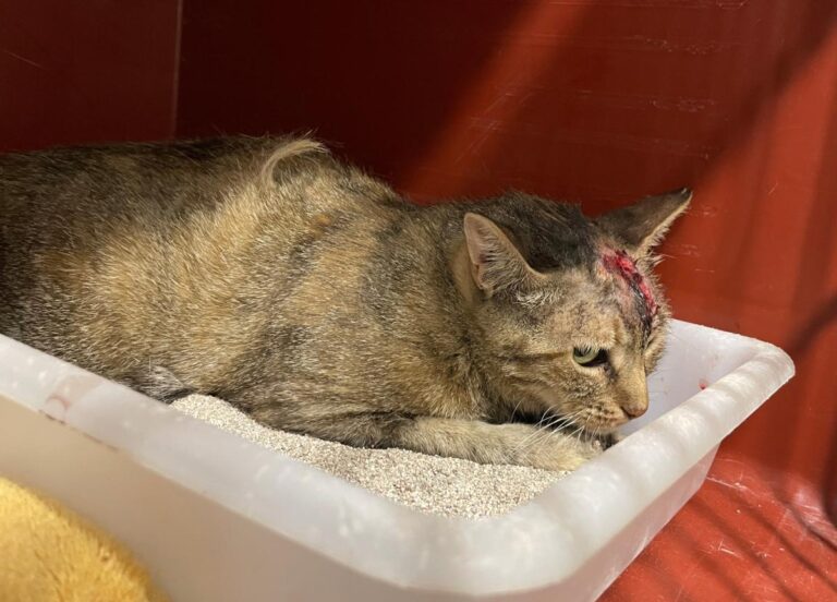 multimedia-foto80014-929-1