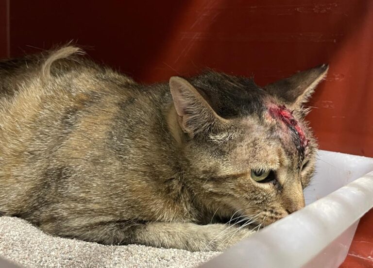 multimedia-foto80015-929-1