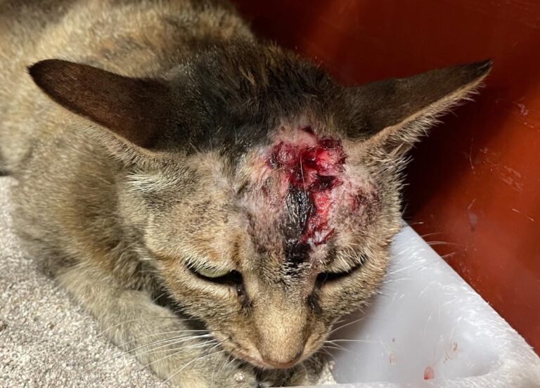 multimedia-foto80016-930-1