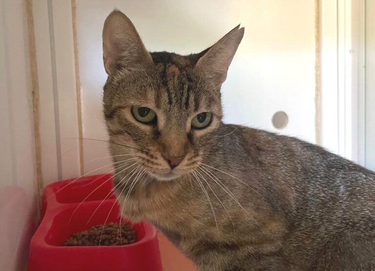 multimedia-foto80019-930-1