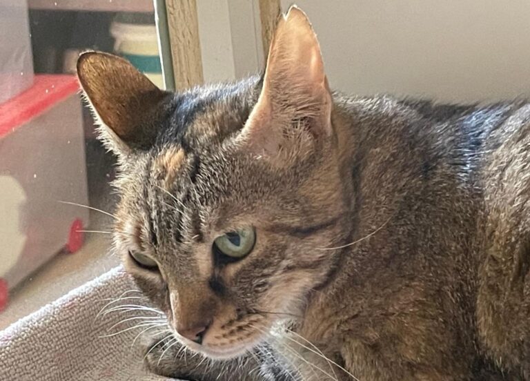 multimedia-foto80020-930-1