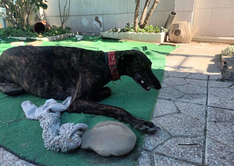 multimedia-foto80028-41-1