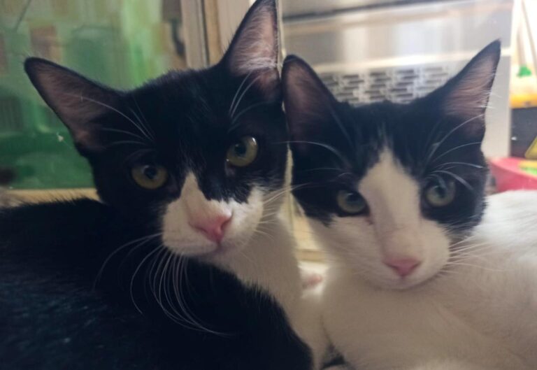 multimedia-foto80044-616-1