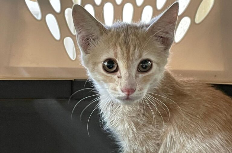 multimedia-foto80069-36-1