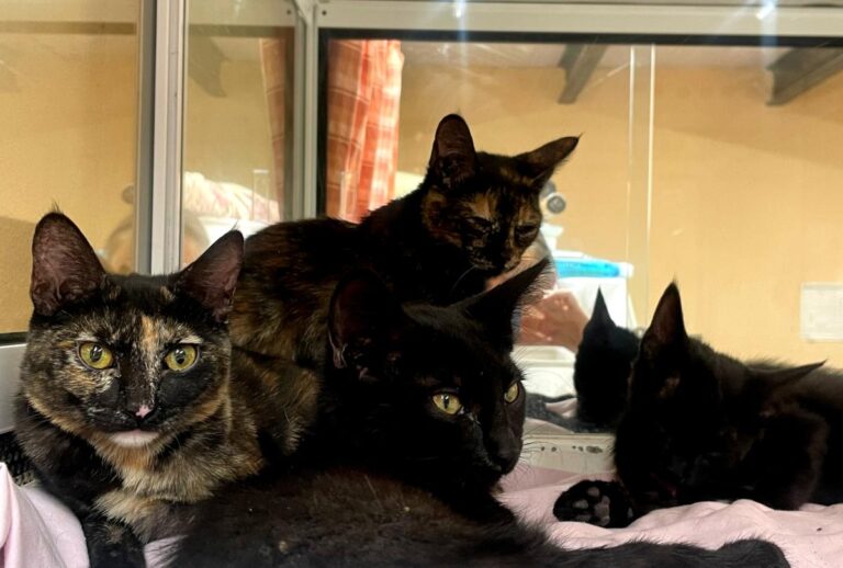 multimedia-foto80070-17-1