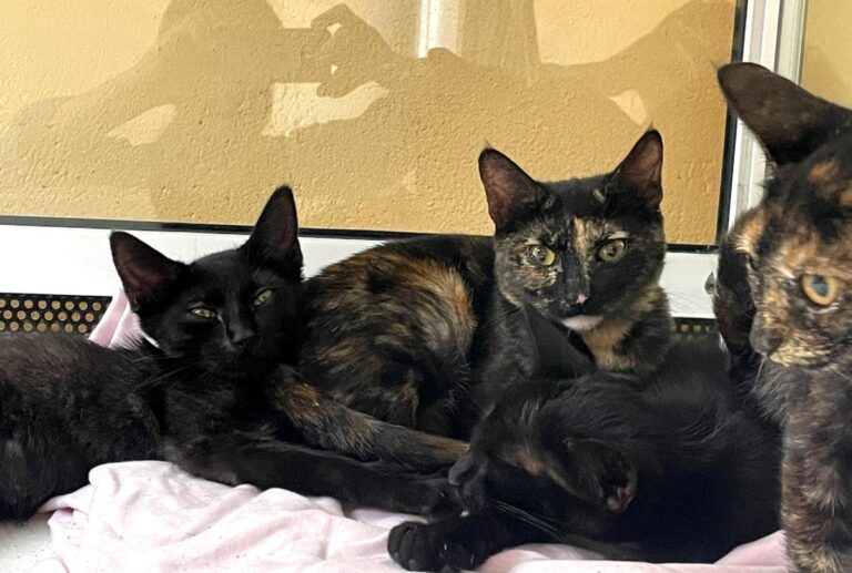 multimedia-foto80071-17-1