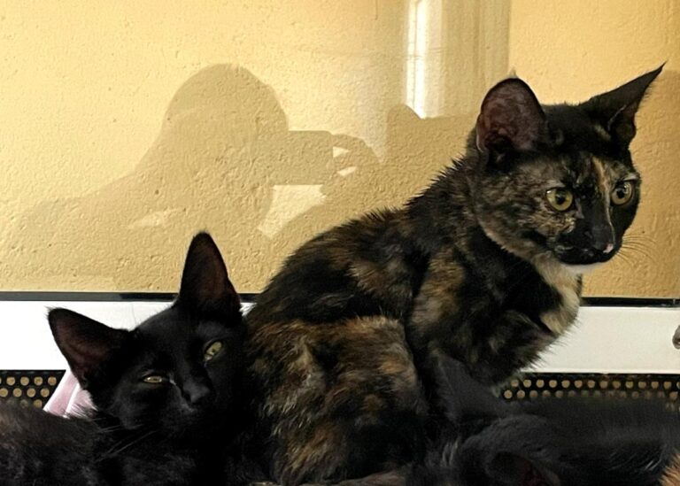 multimedia-foto80072-18-1