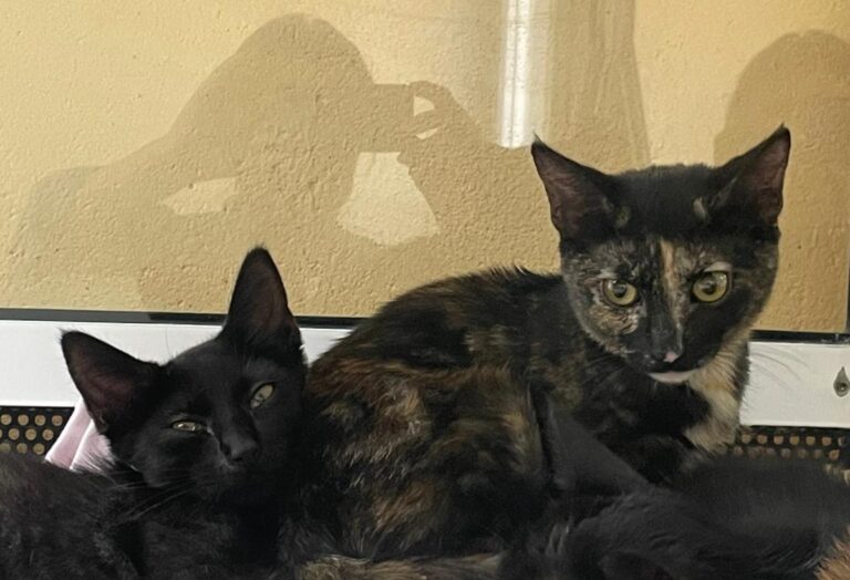 multimedia-foto80073-18-1