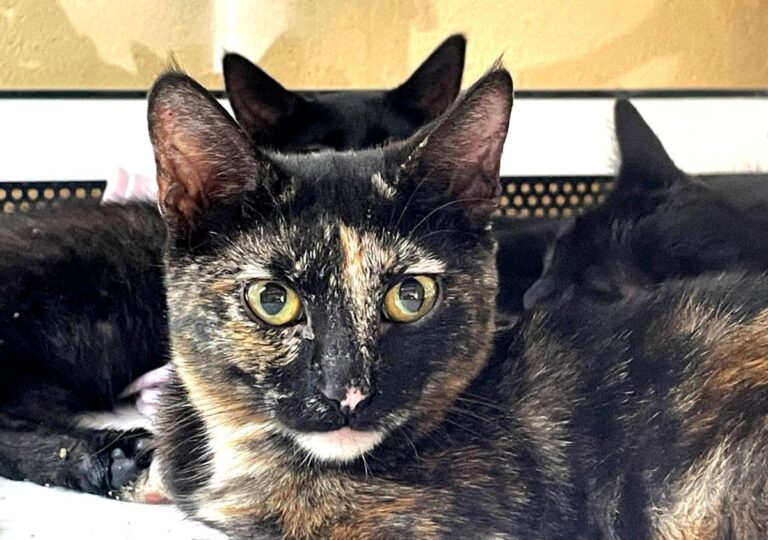 multimedia-foto80074-18-1