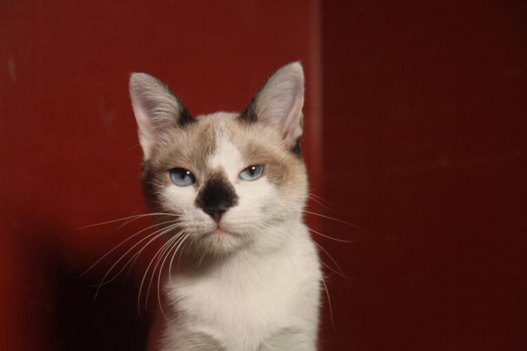 multimedia-foto80117-443-1