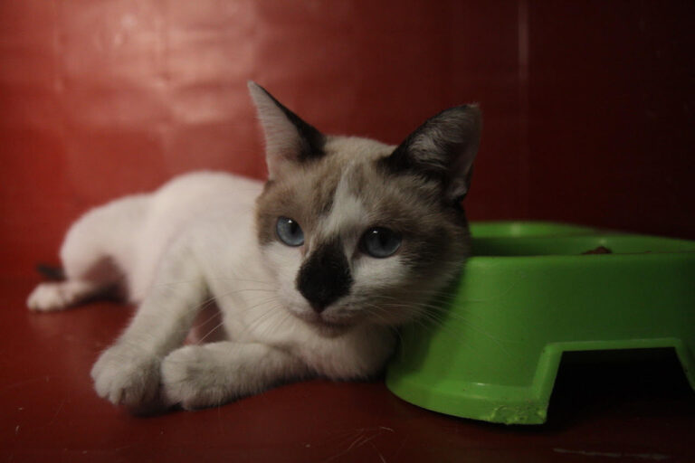 multimedia-foto80119-443-1