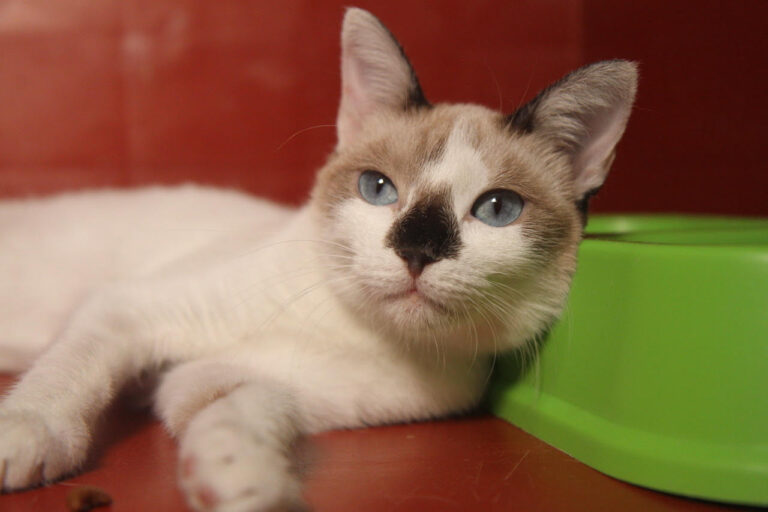 multimedia-foto80121-444-1