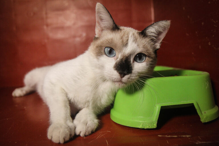 multimedia-foto80122-444-1