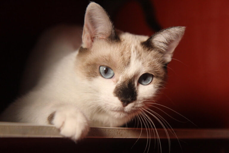 multimedia-foto80123-444-1