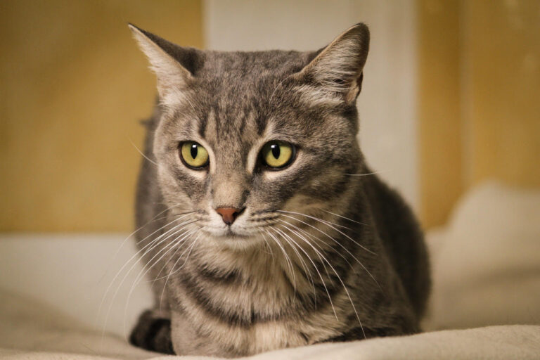 multimedia-foto80136-759-1