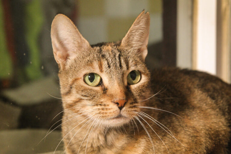 multimedia-foto80139-891-1