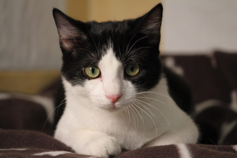 multimedia-foto80147-208-1