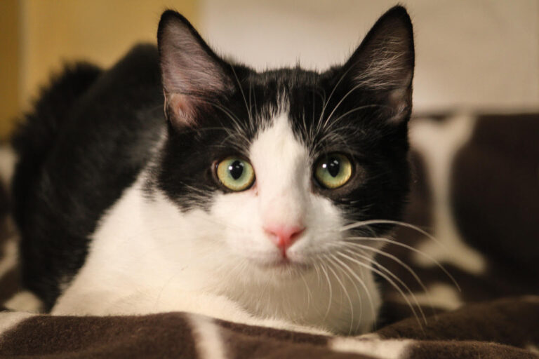 multimedia-foto80148-208-1