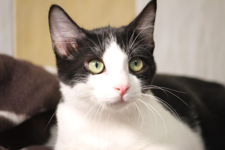 multimedia-foto80151-208-1