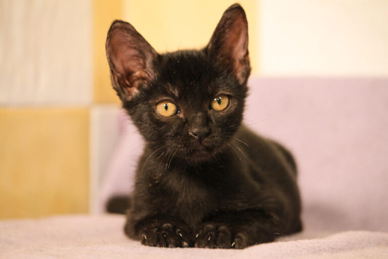 multimedia-foto80153-259-1